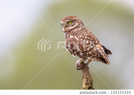 Little Owl perched on log Little Owl perched on log 135151333