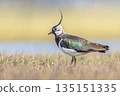 Northern Lapwing Display Behaviour 135151335