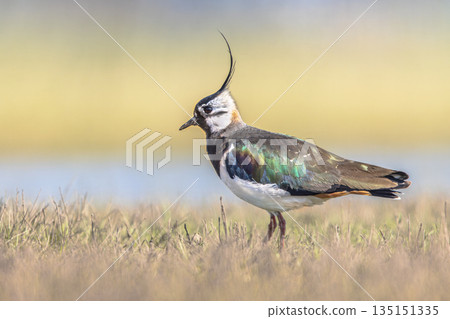Northern Lapwing Display Behaviour 135151335