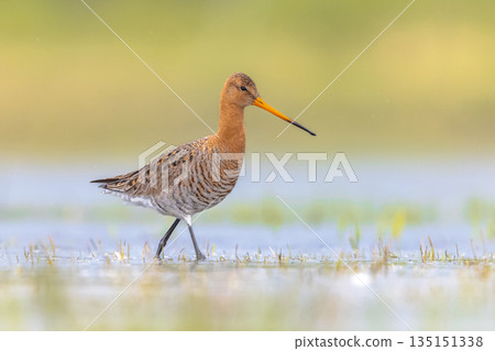 Black-tailed Godwit wader bird walking Black-tailed Godwit wader bird walking 135151338