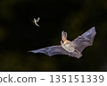 Brown Long-Eared Bat catching Moth in Forest Environment 135151339