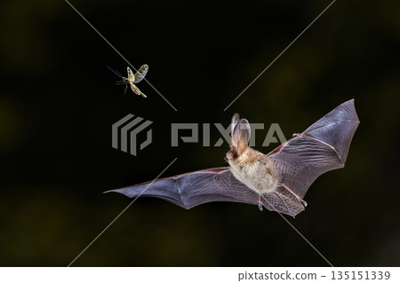 Brown Long-Eared Bat catching Moth in Forest Environment 135151339