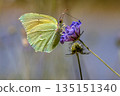 Cleopatra butterfly feeding on flower 135151340