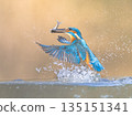Common European Kingfisher Flying 135151341