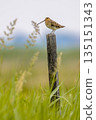 Common snipe sitting on pole in wetland 135151343