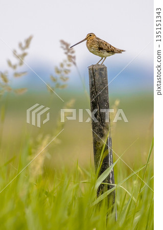 Common snipe sitting on pole in wetland 135151343