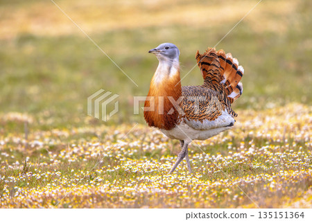 Great Bustard Walking in Grassland Great Bustard Walking in Grassland 135151364