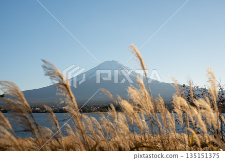 Mount Fuji rising over lake Kawaguchiko with dry grass blowing in the wind Mount Fuji rising over lake Kawaguchiko with dry grass blowing in the wind 135151375