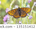 Small Pearl Bordered Fritillary Butterfly 135151412