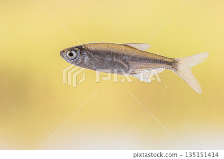 Sunbleak or Belica freshwater fish 135151414