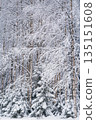 Winter Wonderland with Snow-Covered Birch Trees 135151608