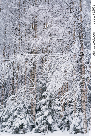 Winter Wonderland with Snow-Covered Birch Trees 135151608