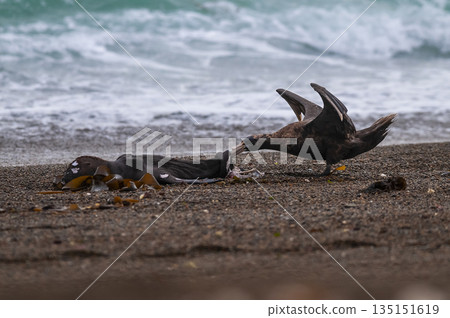 Sea Lions on beach, Peninsula Valdes, 135151619