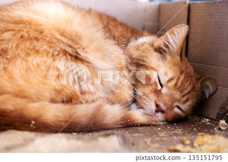 Peaceful rescue scene depicting relaxed ginger cat with beaded collar in sunlight Peaceful rescue scene depicting relaxed ginger cat with beaded collar in sunlight 135151795