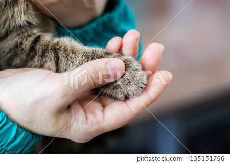 Calm indoor scene with caring pet owner, Softly cleaning cat paws in cozy indoor environment Calm indoor scene with caring pet owner, Softly cleaning cat paws in cozy indoor environment 135151796