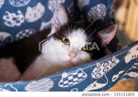 Charming monochromatic kitten peacefully napping on cozy bedding under warm indoor lights 135151805