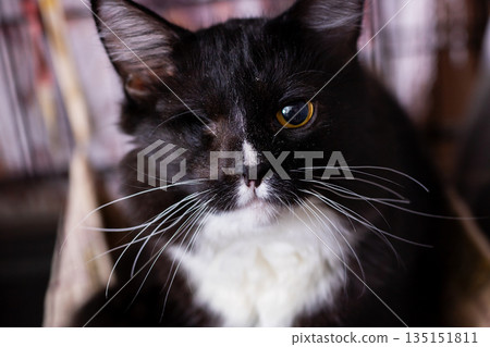 Shelter tuxedo feline with soulful amber eyes, Resilient tuxedo cat with lost eye finds new home Shelter tuxedo feline with soulful amber eyes, Resilient tuxedo cat with lost eye finds new home 135151811