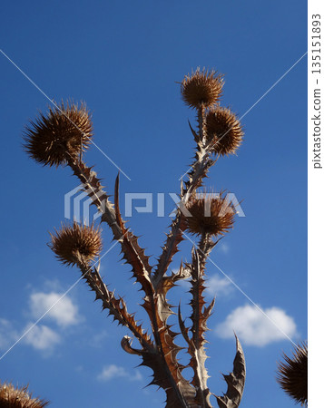 Dead Thistle Heads On Dry Stems Detailed Dead Thistle Heads On Dry Stems Detailed 135151893