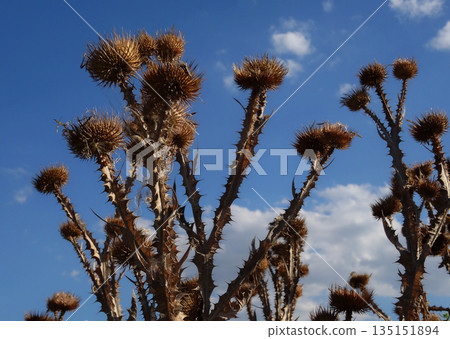 Dried Stems Of Thistle Bush Close Up Stock Photo Dried Stems Of Thistle Bush Close Up Stock Photo 135151894