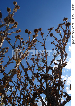 Dehydrated Thistle Bush In The Field Over Blue Sky Background Dehydrated Thistle Bush In The Field Over Blue Sky Background 135151895