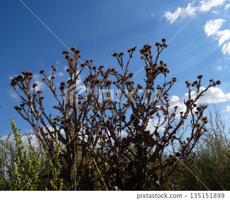 Dry Thistle Bush On The Field Bottom View Stock Photo Dry Thistle Bush On The Field Bottom View Stock Photo 135151899