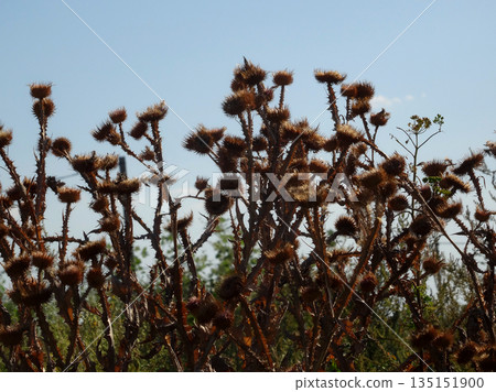 Dead Thistle Bush Close Up Stock Photo Dead Thistle Bush Close Up Stock Photo 135151900