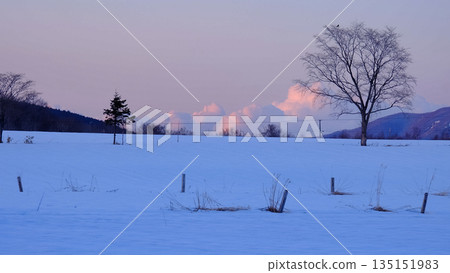 Trees standing on a snowy field at dusk in winter Trees standing on a snowy field at dusk in winter 135151983