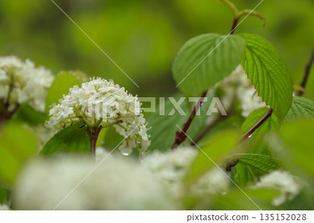 White viburnum flowers blooming in the spring forest 135152028