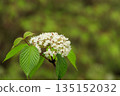 White viburnum flowers blooming in the spring forest 135152032