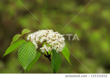 春天森林裡盛開的白色洋甘菊花 春天森林裡盛開的白色洋甘菊花 135152032