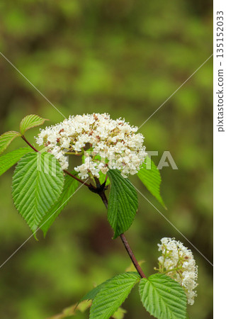 White viburnum flowers blooming in the spring forest 135152033