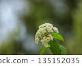 White viburnum flowers blooming in the spring forest 135152035