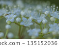 White viburnum flowers blooming in the spring forest 135152036