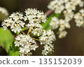 White viburnum flowers blooming in the spring forest 135152039