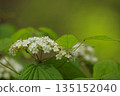 White viburnum flowers blooming in the spring forest 135152040