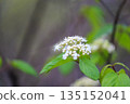 White viburnum flowers blooming in the spring forest 135152041