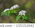 White viburnum flowers blooming in the spring forest 135152042