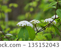 White viburnum flowers blooming in the spring forest 135152043