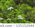 White viburnum flowers blooming in the spring forest 135152044
