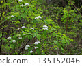 White viburnum flowers blooming in the spring forest 135152046