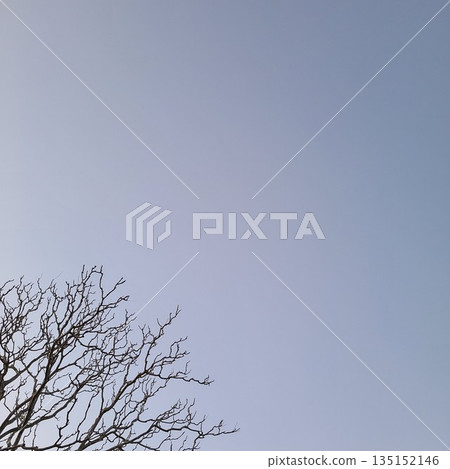 Trees stretching into the winter sky Trees stretching into the winter sky 135152146