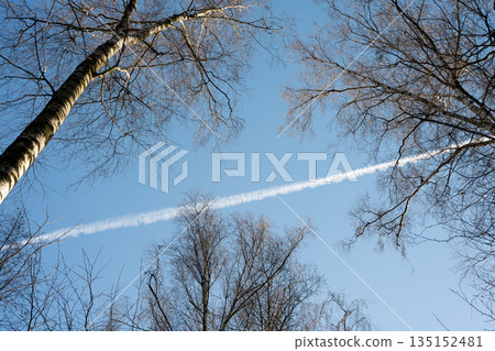 Airplane Leaving Contrail in the Sky over Birch Trees 135152481
