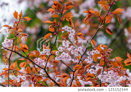 屋久島上的山櫻盛開，屋久島是神靈居住的地方（春季） 135152544