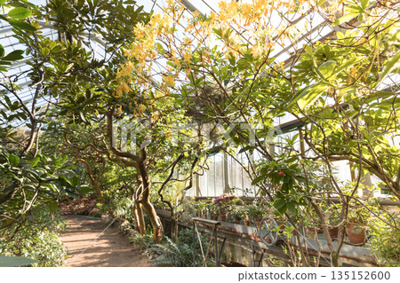 Tropical greenhouse with flowering plants, twisting trees with sunlight light and sun rays 135152600