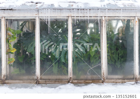 Greenhouse during winter or early spring time. Monstera tropical plant near the window indoor 135152601