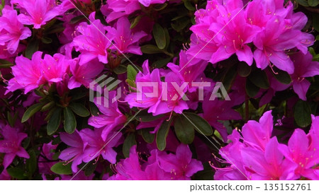 盛開的玫瑰色杜鵑花 盛開的玫瑰色杜鵑花 135152761