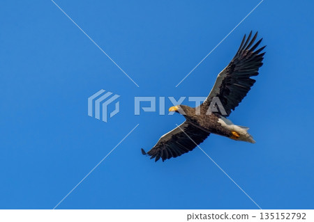 A majestic Steller's sea eagle soaring through the sky, a symbol of freedom and strength, nature photo 135152792