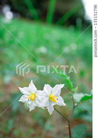 華納索比 華納索比 135152796