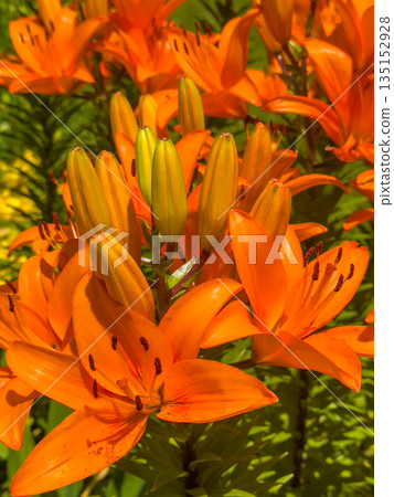 Vibrant orange lily flowers blooming in lush green garden setting 135152928