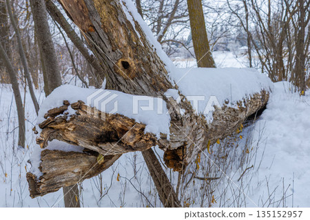 Fallen Tree Covered With Snow Fallen Tree Covered With Snow 135152957